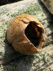 Amphibalanus improvisus