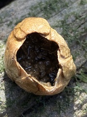 Amphibalanus improvisus