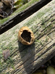 Amphibalanus improvisus