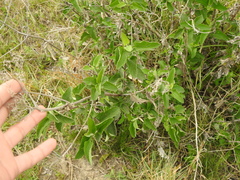 Austroeupatorium inulifolium