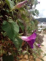 Ipomoea orizabensis orizabensis