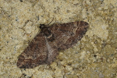 Eucymatoge peplodes