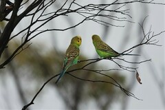 Melopsittacus undulatus