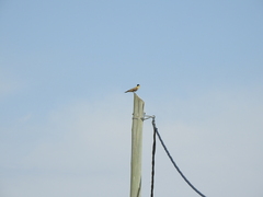 Colaptes campestris campestroides