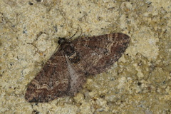 Eucymatoge peplodes