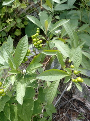 Solanum aligerum
