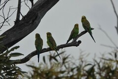 Melopsittacus undulatus
