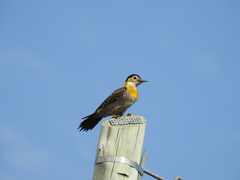 Colaptes campestris campestroides