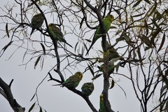 Melopsittacus undulatus