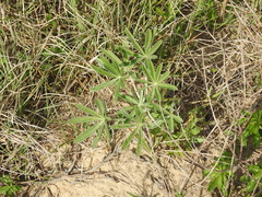 Lupinus albescens