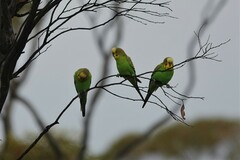 Melopsittacus undulatus