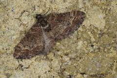 Eucymatoge peplodes