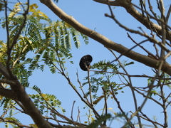 Enterolobium contortisiliquum