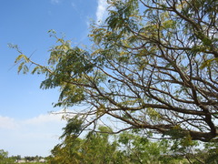 Enterolobium contortisiliquum