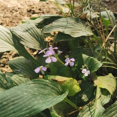 Orychophragmus violaceus