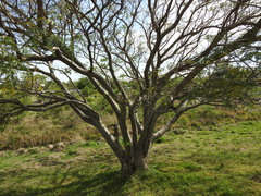 Enterolobium contortisiliquum