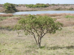 Albizia inundata