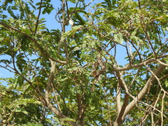 Albizia inundata