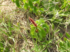 Acalypha communis