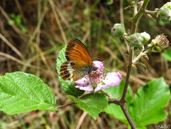 Coenonympha arcania