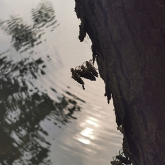 Pseudothemis zonata