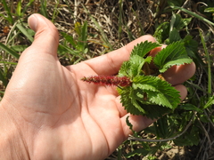 Acalypha communis
