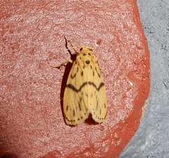 Miltochrista terminospota