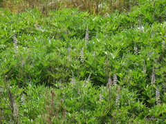 Lupinus albescens