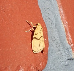 Miltochrista terminospota