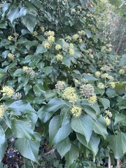 Hedera helix