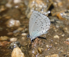 Celastrina