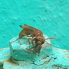 Antodynerus limbatus