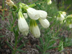 Onosma simplicissima
