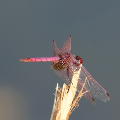 Trithemis annulata