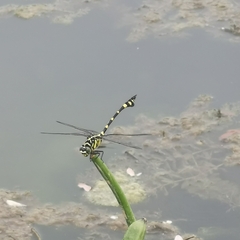 Ictinogomphus pertinax