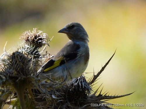Grey-crowned Goldfinch (Carduelis caniceps), photo 7