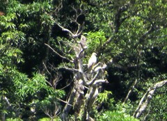 Buteo japonicus