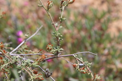 Hermannia cuneifolia