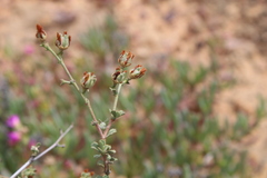 Hermannia cuneifolia