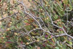 Hermannia cuneifolia