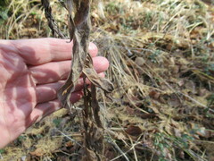 Crepis sibirica