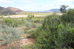 Hermannia cuneifolia