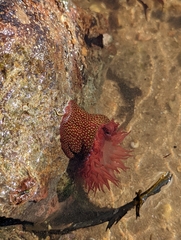 Actinia fragacea
