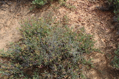 Hermannia cuneifolia
