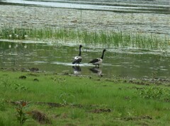 Anseranas semipalmata