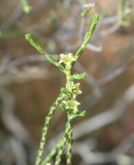 Diosma pilosa
