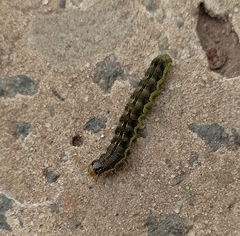 Helicoverpa armigera