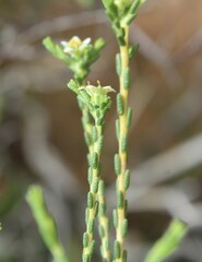 Diosma pilosa