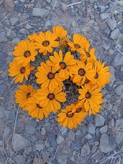 Gazania heterochaeta