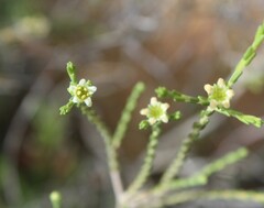 Diosma pilosa